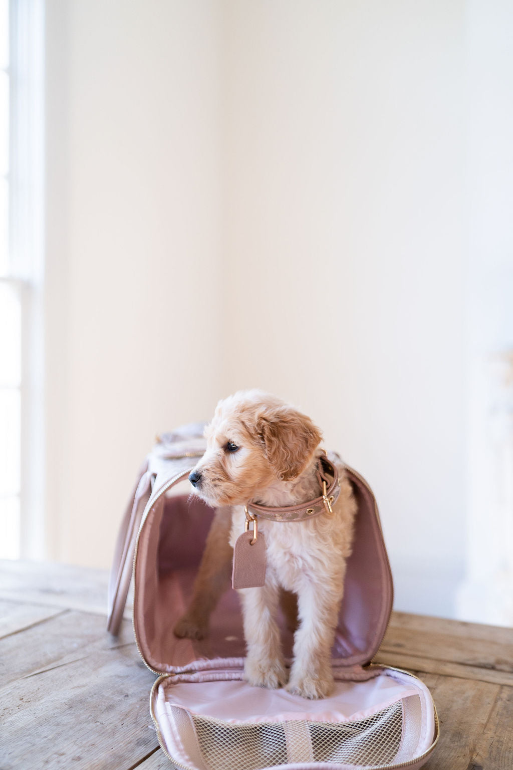 Dog Leash & Collar